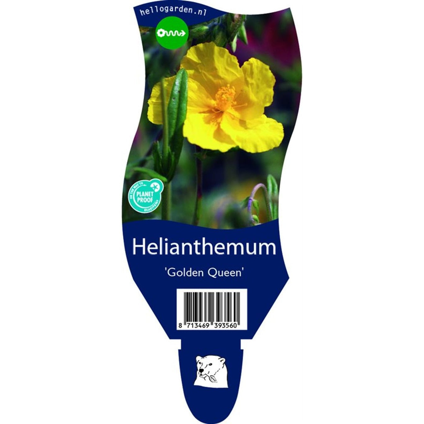 Solvända – Helianthemum 'Golden Queen' - P11